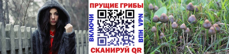 МЕГА ссылка  Свободный  Псилоцибиновые грибы Psilocybe 